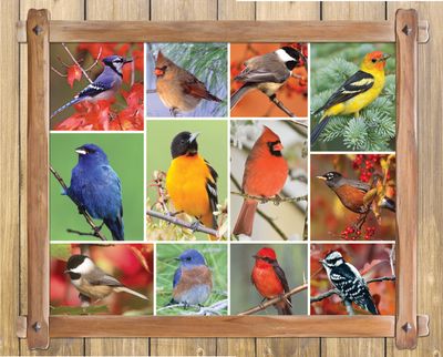 Songbirds 1000 Piece Jigsaw Puzzle